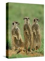 Three Meerkats (Suricates), Suricata Suricatta, Addo National Park, South Africa, Africa-Ann & Steve Toon-Stretched Canvas