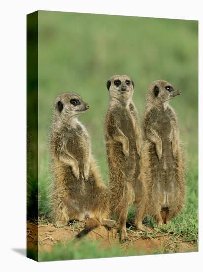 Three Meerkats (Suricates), Suricata Suricatta, Addo National Park, South Africa, Africa-Ann & Steve Toon-Stretched Canvas