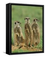 Three Meerkats (Suricates), Suricata Suricatta, Addo National Park, South Africa, Africa-Ann & Steve Toon-Framed Stretched Canvas