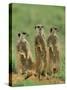 Three Meerkats (Suricates), Suricata Suricatta, Addo National Park, South Africa, Africa-Ann & Steve Toon-Stretched Canvas