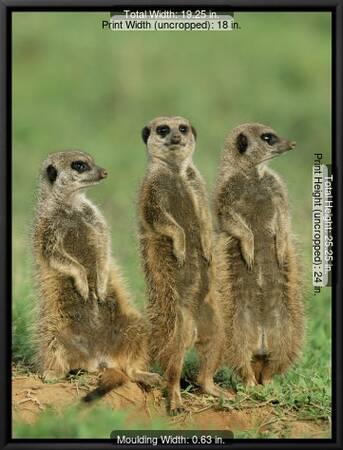 Three Meerkats Suricates Suricata Suricatta Addo National Park South Africa Africa Photographic Print Ann Steve Toon Allposters Com