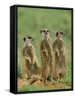 Three Meerkats (Suricates), Suricata Suricatta, Addo National Park, South Africa, Africa-Ann & Steve Toon-Framed Stretched Canvas