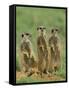 Three Meerkats (Suricates), Suricata Suricatta, Addo National Park, South Africa, Africa-Ann & Steve Toon-Framed Stretched Canvas