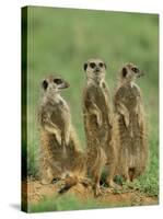 Three Meerkats (Suricates), Suricata Suricatta, Addo National Park, South Africa, Africa-Ann & Steve Toon-Stretched Canvas