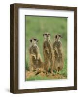 Three Meerkats (Suricates), Suricata Suricatta, Addo National Park, South Africa, Africa-Ann & Steve Toon-Framed Photographic Print