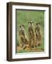 Three Meerkats (Suricates), Suricata Suricatta, Addo National Park, South Africa, Africa-Ann & Steve Toon-Framed Photographic Print