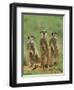 Three Meerkats (Suricates), Suricata Suricatta, Addo National Park, South Africa, Africa-Ann & Steve Toon-Framed Photographic Print