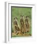 Three Meerkats (Suricates), Suricata Suricatta, Addo National Park, South Africa, Africa-Ann & Steve Toon-Framed Photographic Print