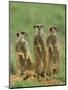 Three Meerkats (Suricates), Suricata Suricatta, Addo National Park, South Africa, Africa-Ann & Steve Toon-Mounted Photographic Print