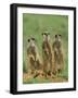 Three Meerkats (Suricates), Suricata Suricatta, Addo National Park, South Africa, Africa-Ann & Steve Toon-Framed Photographic Print