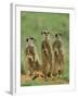 Three Meerkats (Suricates), Suricata Suricatta, Addo National Park, South Africa, Africa-Ann & Steve Toon-Framed Photographic Print