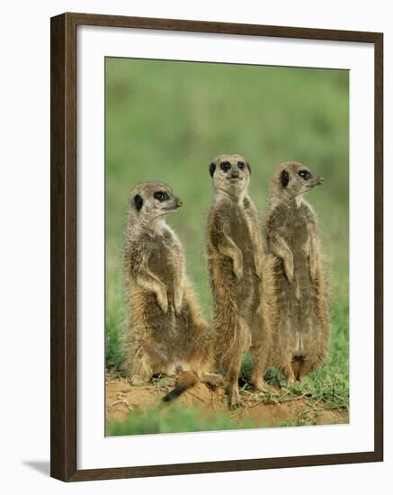 Three Meerkats (Suricates), Suricata Suricatta, Addo National Park, South Africa, Africa-Ann & Steve Toon-Framed Photographic Print