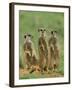 Three Meerkats (Suricates), Suricata Suricatta, Addo National Park, South Africa, Africa-Ann & Steve Toon-Framed Photographic Print