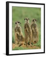 Three Meerkats (Suricates), Suricata Suricatta, Addo National Park, South Africa, Africa-Ann & Steve Toon-Framed Photographic Print