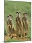 Three Meerkats (Suricates), Suricata Suricatta, Addo National Park, South Africa, Africa-Ann & Steve Toon-Mounted Photographic Print