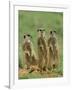 Three Meerkats (Suricates), Suricata Suricatta, Addo National Park, South Africa, Africa-Ann & Steve Toon-Framed Photographic Print