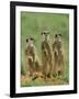 Three Meerkats (Suricates), Suricata Suricatta, Addo National Park, South Africa, Africa-Ann & Steve Toon-Framed Photographic Print