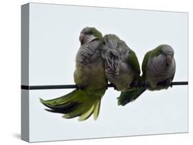 Three Monk Parakeets Brace Themselves against a Stiff Breeze as They Perch on a Wire-null-Stretched Canvas