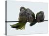 Three Monk Parakeets Brace Themselves against a Stiff Breeze as They Perch on a Wire-null-Stretched Canvas