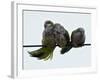 Three Monk Parakeets Brace Themselves against a Stiff Breeze as They Perch on a Wire-null-Framed Photographic Print