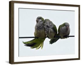 Three Monk Parakeets Brace Themselves against a Stiff Breeze as They Perch on a Wire-null-Framed Photographic Print