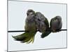 Three Monk Parakeets Brace Themselves against a Stiff Breeze as They Perch on a Wire-null-Mounted Photographic Print