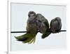 Three Monk Parakeets Brace Themselves against a Stiff Breeze as They Perch on a Wire-null-Framed Photographic Print
