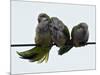 Three Monk Parakeets Brace Themselves against a Stiff Breeze as They Perch on a Wire-null-Mounted Photographic Print