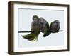 Three Monk Parakeets Brace Themselves against a Stiff Breeze as They Perch on a Wire-null-Framed Photographic Print