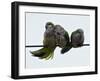 Three Monk Parakeets Brace Themselves against a Stiff Breeze as They Perch on a Wire-null-Framed Photographic Print