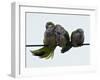 Three Monk Parakeets Brace Themselves against a Stiff Breeze as They Perch on a Wire-null-Framed Photographic Print