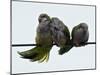 Three Monk Parakeets Brace Themselves against a Stiff Breeze as They Perch on a Wire-null-Mounted Photographic Print