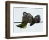 Three Monk Parakeets Brace Themselves against a Stiff Breeze as They Perch on a Wire-null-Framed Photographic Print