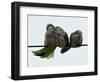 Three Monk Parakeets Brace Themselves against a Stiff Breeze as They Perch on a Wire-null-Framed Photographic Print