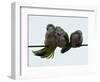 Three Monk Parakeets Brace Themselves against a Stiff Breeze as They Perch on a Wire-null-Framed Photographic Print