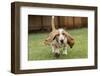 Three month old Basset Hound running in his yard, with water being splashed up off the wet grass.-Janet Horton-Framed Photographic Print