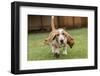 Three month old Basset Hound running in his yard, with water being splashed up off the wet grass.-Janet Horton-Framed Photographic Print