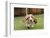 Three month old Basset Hound running in his yard, with water being splashed up off the wet grass.-Janet Horton-Framed Photographic Print