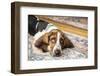 Three month old Basset puppy looking forlorn as she reclines on an area rug.-Janet Horton-Framed Photographic Print