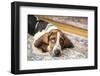 Three month old Basset puppy looking forlorn as she reclines on an area rug.-Janet Horton-Framed Photographic Print