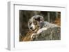 Three month old Blue Merle Australian Shepherd puppy resting and looking out over a rock ledge-Janet Horton-Framed Photographic Print