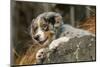 Three month old Blue Merle Australian Shepherd puppy resting and looking out over a rock ledge-Janet Horton-Mounted Photographic Print