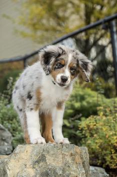 The Blue Merle Australian Shepherd: A Visual Guide to This