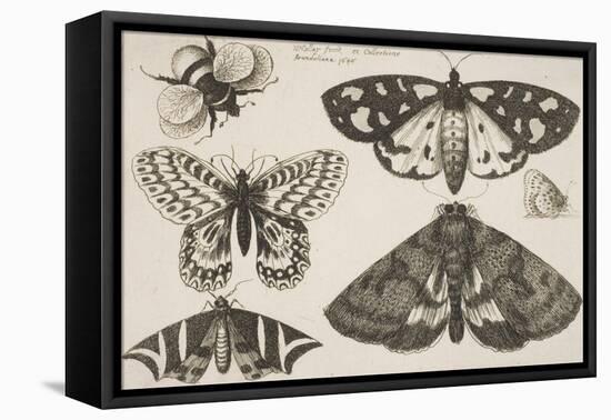 Three Moths, Two Butterflies, and a Bumble Bee-Wenceslaus Hollar-Framed Stretched Canvas