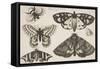 Three Moths, Two Butterflies, and a Bumble Bee-Wenceslaus Hollar-Framed Stretched Canvas