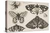 Three Moths, Two Butterflies, and a Bumble Bee-Wenceslaus Hollar-Stretched Canvas