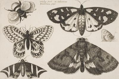 https://imgc.allpostersimages.com/img/posters/three-moths-two-butterflies-and-a-bumble-bee_u-L-Q1P7LZE0.jpg?artPerspective=n