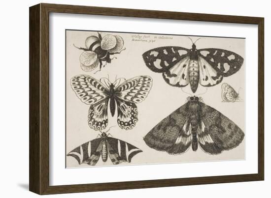 Three Moths, Two Butterflies, and a Bumble Bee-Wenceslaus Hollar-Framed Giclee Print