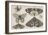 Three Moths, Two Butterflies, and a Bumble Bee-Wenceslaus Hollar-Framed Giclee Print