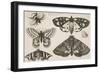 Three Moths, Two Butterflies, and a Bumble Bee-Wenceslaus Hollar-Framed Giclee Print